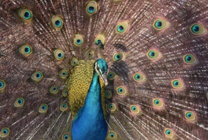 BaruAndAviario